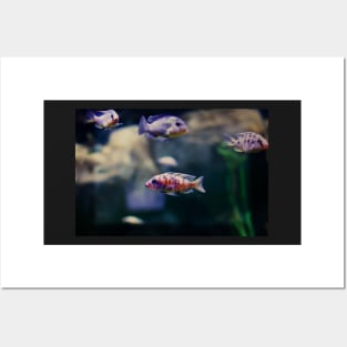 Aulonocara species ‘OB Peacock’ cichlids Posters and Art